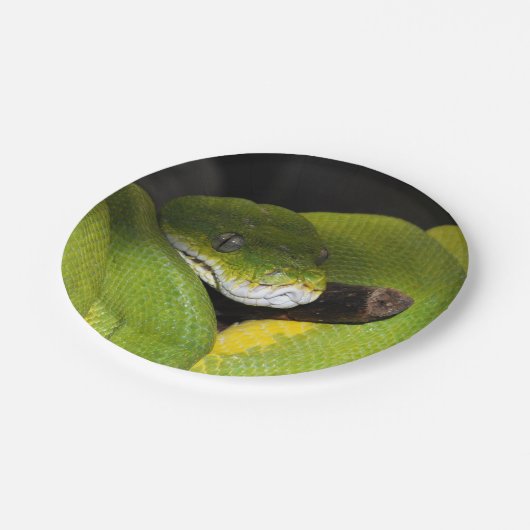 Assiettes En Carton Python vert d'arbre (Angle)