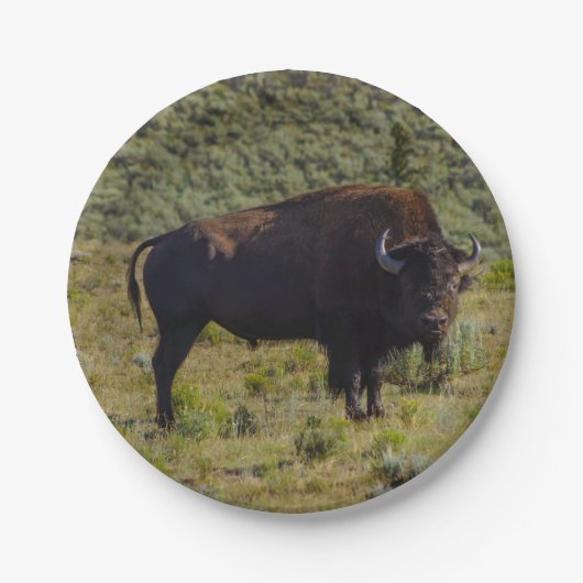 Assiettes En Carton Qui vous regardant (Devant)