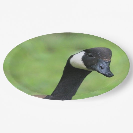 Assiettes En Carton Quoi ? (Angle)