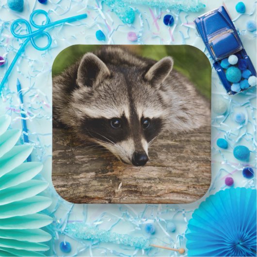 Assiettes En Carton Raccoon mignon reposant sur un journal (Fête)