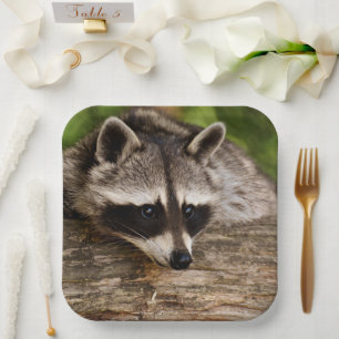 Assiettes En Carton Raccoon mignon reposant sur un journal