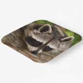 Assiettes En Carton Raccoon mignon reposant sur un journal (Angulaire)