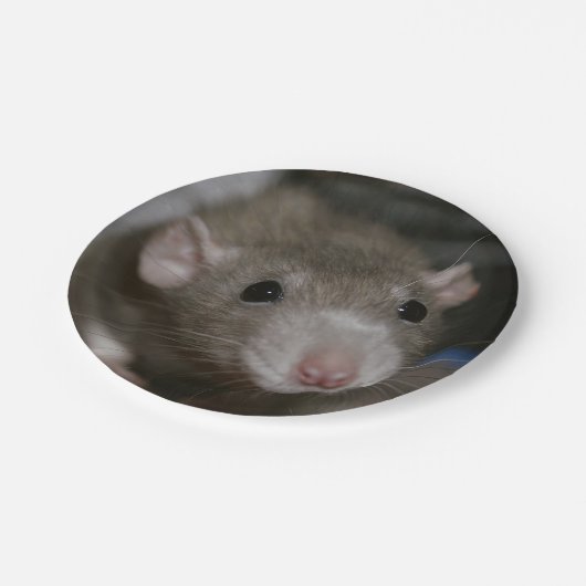 Assiettes En Carton Rat curieux (Angle)