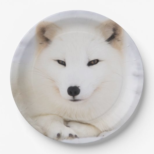 Assiettes En Carton Renard blanc arctique dans la neige (Devant)