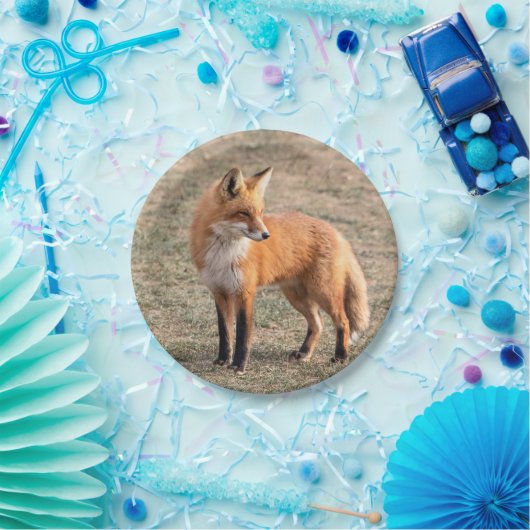 Assiettes En Carton Renard rouge dans un champ (Fête)