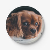 Assiettes En Carton Ruby Cavalier le roi Charles Spaniel (Devant)