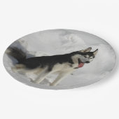 Assiettes En Carton séance sibérien-enrouée (Angle)