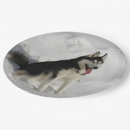 Assiettes En Carton séance sibérien-enrouée (Angle)