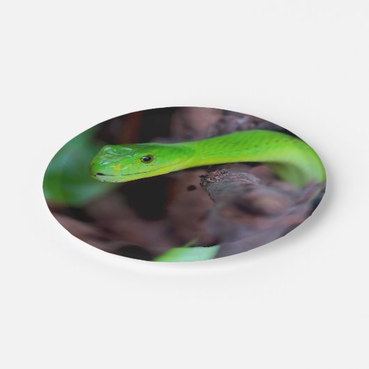 Assiettes En Carton Serpent de python (Angle)