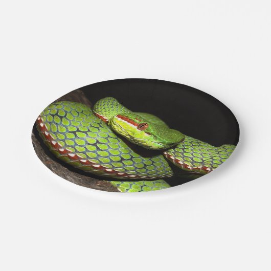Assiettes En Carton Serpent vert pour des amants de reptile (Angle)