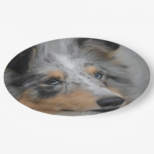 Assiettes En Carton Shetland Sheepdog Blue Tri (Angle)