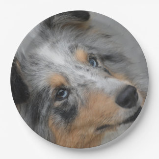 Assiettes En Carton Shetland Sheepdog Blue Tri