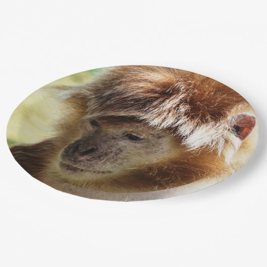 ASSIETTES EN CARTON SINGES (Angle)