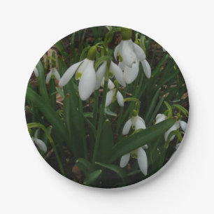Assiettes En Carton Snowdrops I