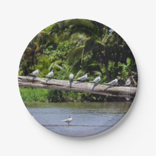 Assiettes En Carton sternes royales, estuaire du fleuve Tortuguero - C