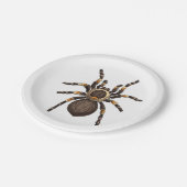 Assiettes En Carton Tarantula (Angle)