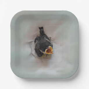 Assiettes En Carton Tidi my Bird le Parus Major