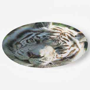 Assiettes En Carton Tigre blanc