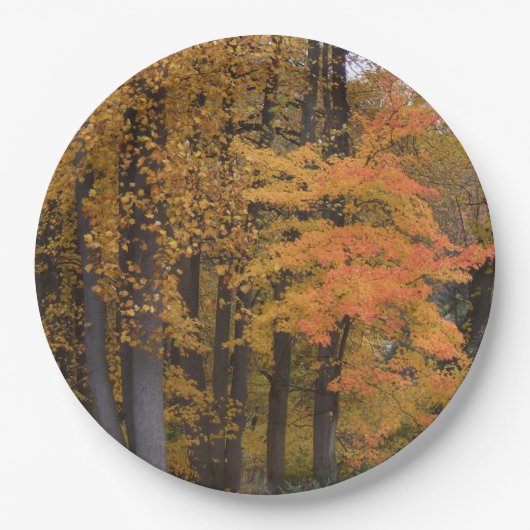 Assiettes En Carton Tombe Feuilles Tulipes peupliers (Devant)