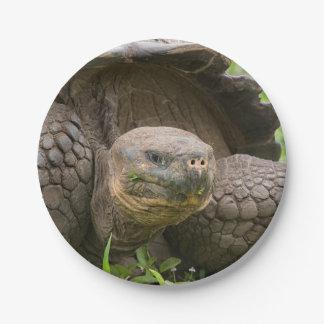 Assiettes En Carton Tortue géante