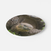 Assiettes En Carton Tortue géante (Angle)