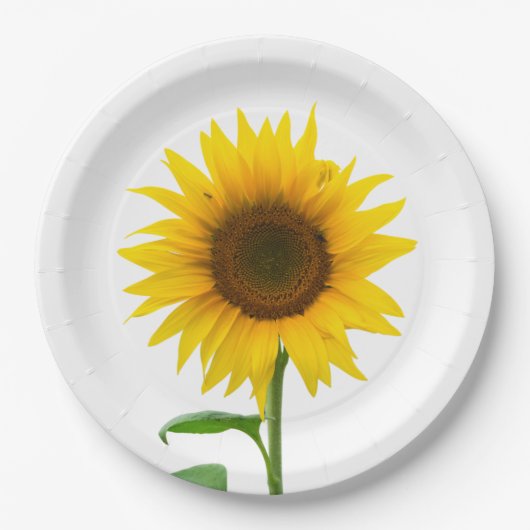 Assiettes En Carton Tournesol (Devant)