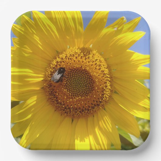 Assiettes En Carton Tournesol jaune (Recto)