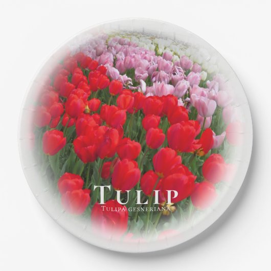 Assiettes En Carton Tulip (Devant)