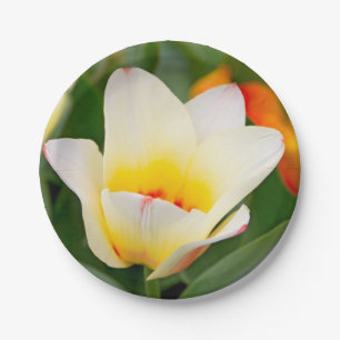 Assiettes En Carton Tulipe blanche