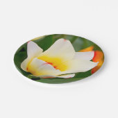 Assiettes En Carton Tulipe Blanche (Angle)
