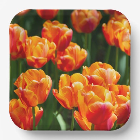 Assiettes En Carton Tulipes orange vif dans le parc (Recto)