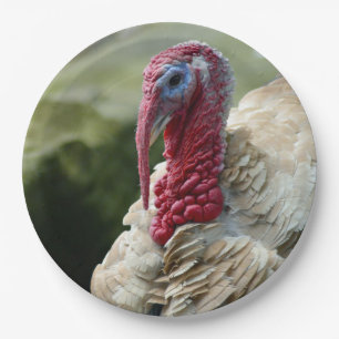 Assiettes En Carton Turquie - Photo du profil de la tête blanche