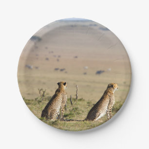 Assiettes En Carton Two cheetahs on the look out