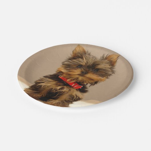 Assiettes En Carton Yorkshire Terrier (Angle)