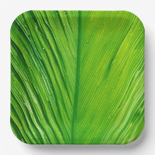 Assiettes en papier avec motif de feuilles (Recto)