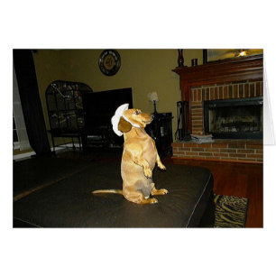 Assis jolie ou regarder la TV Dachshund