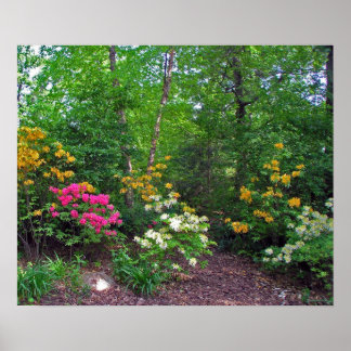 Assorbitant noordelijke hoogten Azaleas Poster