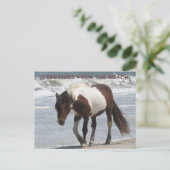 Assteague Island Pony Briefkaart (Staand voorkant)