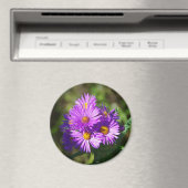 Aster aimant (In Situ (Lave-vaisselle))