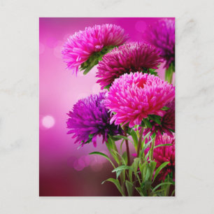 Aster Autumn Flowers Art Design Briefkaart