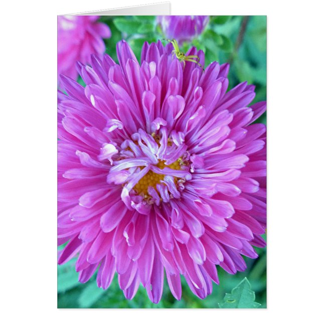 Aster avec araignée de crabe (Devant)