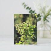 Aster Buds Briefkaart (Staand voorkant)