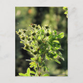 Aster Buds Briefkaart (Voorkant)