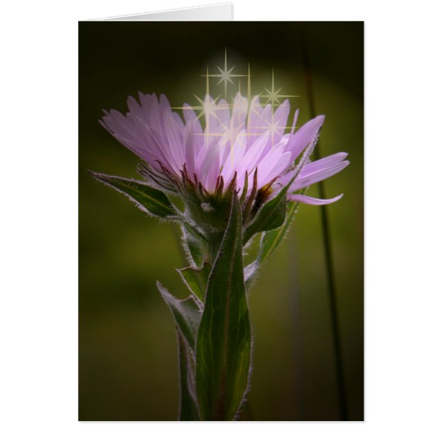 Aster côtier de la flottaison sur l'île de l'Unala (Devant)