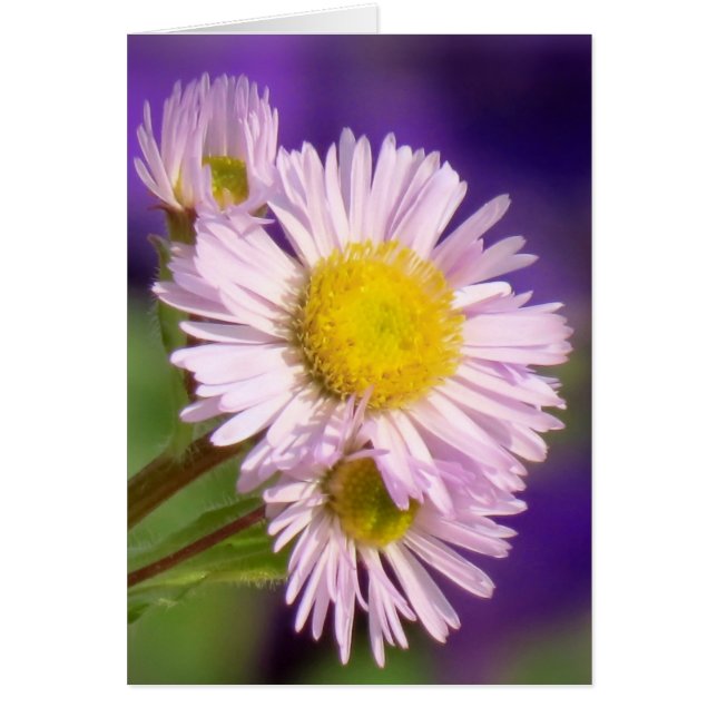 Aster Daisies (Devant)