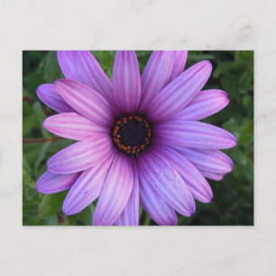  Aster Flower Briefkaart