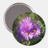 Aster magnet magneet (Voorkant / Achterkant)