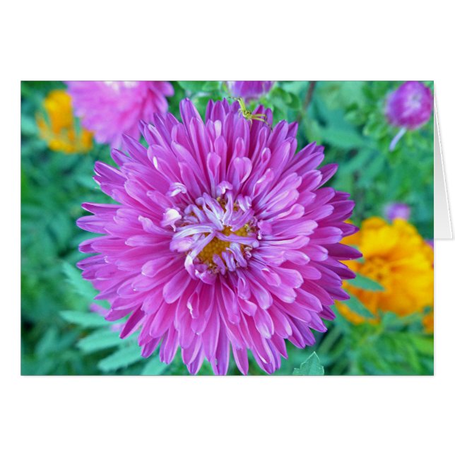 Aster met Crab Spider (Voorkant Horizontaal)