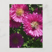 Aster Pink - Carte postale (Devant)