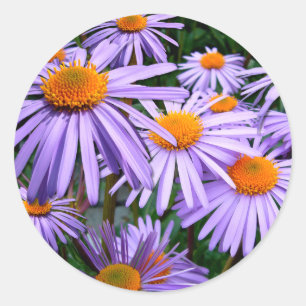 Aster-Tongolensis bloem Ronde Sticker
